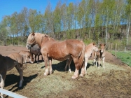 Kone_08