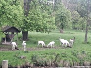 Zleby_3A_14