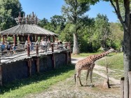 7A_Safari_01