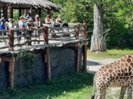 7A_Safari_02