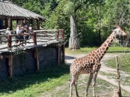 7A_Safari_03