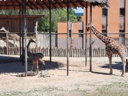 7A_Safari_06