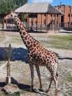 7A_Safari_08