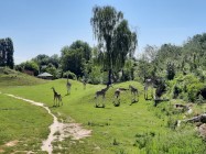 7A_Safari_11