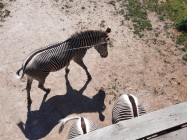 7A_Safari_12