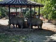 7A_Safari_14