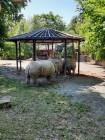 7A_Safari_17