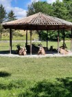 7A_Safari_20