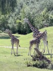 7A_Safari_34