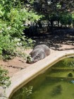 7A_Safari_55