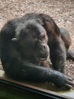 7A_Safari_58