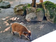7A_Safari_67