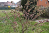 jaro_52