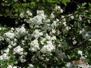 image_35